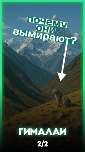 Почему эти Гималайские животные могут исчезнуть? ⚡Ещё один факт читай в описании⚡