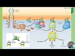 Cell 8 Examples of signaling pathways and dynamics of signaling 2024 2025