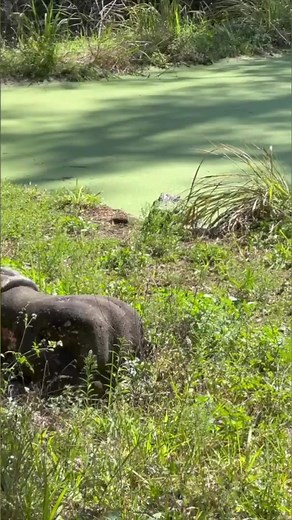 225K views · 3.1K reactions | Crocodile feeding time #crocodile #feeding #reptile #animalrescue | The CARE Foundation | Facebook