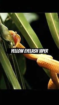 Yellow Eyelash Viper: Deadly Beauty of the Rainforest | Full Wildlife Documentary#shorts #snakehead