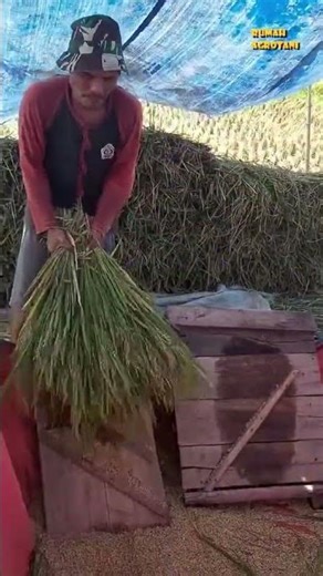 Traditional way of harvesting rice