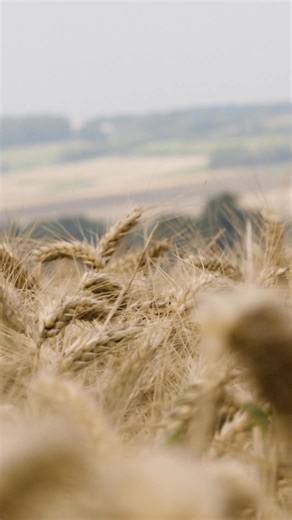 12K views · 273 reactions |  Optimum crop flow, high output and...