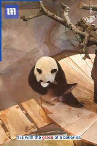 39K views · 1.4K reactions | It's all in the hips  via Jukin Media | Daily Mail Video | Facebook