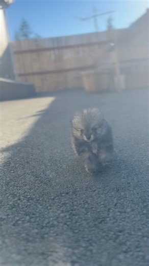 #micropomsky #toypomsky #teacuppomsky #tinydog #smalldogsofinstagram #pocketpuppy #microdog #miniaturedog #tinypuppy | Ocean View Precious Pomskies