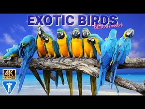 Exotic Birds in 4K!!