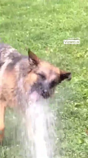 My Dog Tried to Be Olympic Level... It Did Not Go Well. 🤣 Watch These EPIC Fails!