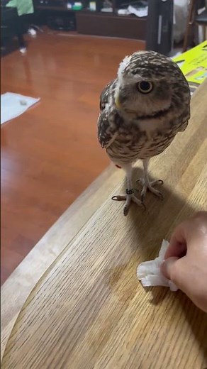 おっとりアナホリフクロウ #owl #癒し #cute