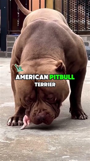 BONE SHATTERERS: 5 Dogs With The Grip Of Death!💀#BoneShatterers #Kangal#BiteForce #dogbehavior#pets