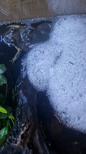 Our most favourite southern Banjo frogs in a state of amplexus 🐸 These frogs are commonly found in Tasmania, Eastern Victoria, New south Wales and just south of Jervis Bay. | Black Snake Productions