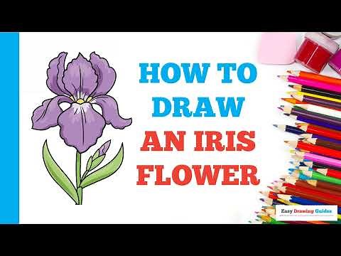 How to Draw an Iris Flower: Easy Step by Step Drawing Tutorial for Beginners