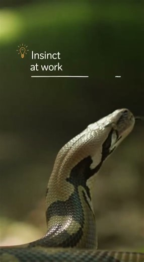 Python Reacts to Falling Leaf | Instinct, Not Aggression (AI Simulation)