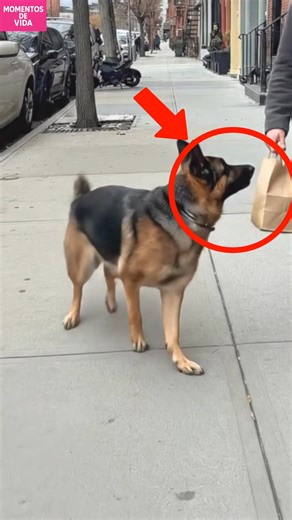 1.5M views · 18K reactions | El conmovedor acto de bondad de un perro...