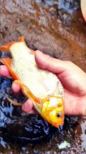 🐟💙 Two fish got trapped in a hole. I carefully rescued them and released them back into open water.🌊