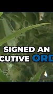 Trump reclassifies marijuana