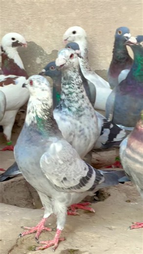 Pigeon Facts and Care Tips
