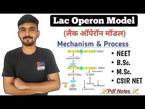 Lac Operon Model In Hindi || Lac Operon Gene Regulation || Biochemistry || By Dadhich Helpline
