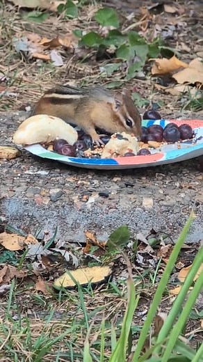I think she loves it :) Royal treatment for #chipmunk | Sanda Cook