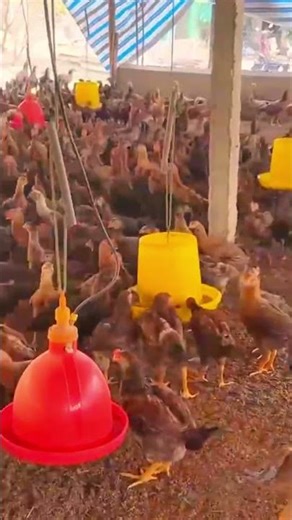 দেশি মুরগির ফার্ম 😎😎 #shorts #viral #trending #farming