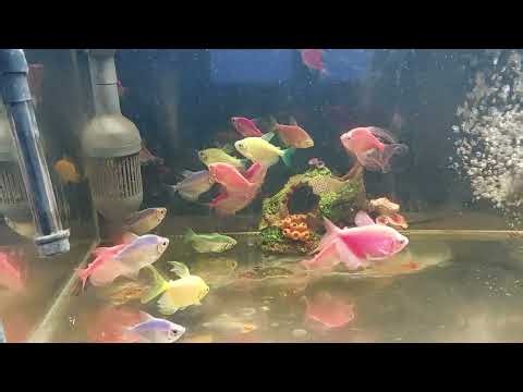 Relaxing Aquarium Fish Tank Sounds no music