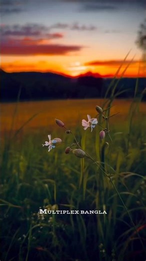 Meghla Akash Jodi Rod Na Thake Status Video | #shorts #naturevideo