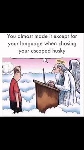 You almost made it except for your language when chasing your escaped husky! #husky #siberian #siberianhusky #snowdog #sleddog #huskypuppy | George the HUSKI