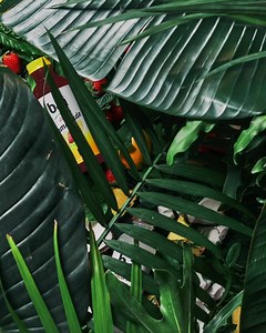 29K views · 36 reactions | Every sip of Bai is a vitamin and antioxidant-infused exotic-flavored rush. Bai. It's WonderWater. | Bai | Facebook