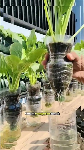 PLANTING VEGETABLES AT HOME USING USED BOTTLES #plantingvegetables