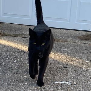 baby_kitty_woohoo - Twitch