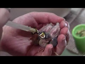 文鳥,Java Sparrow ヒナ達のエサやり2日目