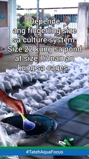 5.3K views · 122 reactions | Tilapia fry/fingerlings production #tatehAquaFocus #AquaculturePH #TatehAquafeeds #QualityFromTheHEART #reelsFB #reelsviral #reelsvideo #aquaculture #AquaculturePH #bangusfarming #agriculture #AgriculturePH #viralvideo #farming #aquafarming #aquafeeds #reels #viralvideo #viralpost #fish #fishing #fishfarming #Businessman #localbusiness #Aquafeeds #culturesystem #culture #agrifarming #farminglife #farmers #post #reels2023 | Tateh Aquafeeds | Facebook