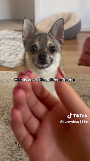 Hilarious Dog Reactions That Will Make You Laugh