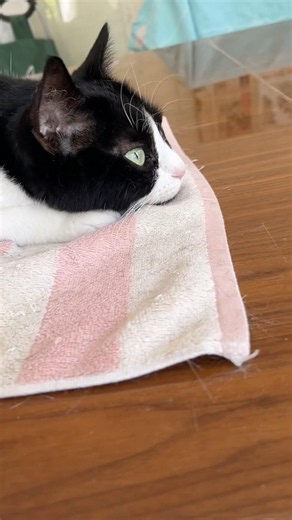 咪魯酷說：你們蓋房子吵我睡覺了💤#貓 #奶牛貓 #cat #kedi #miluku
