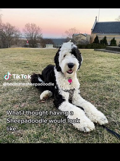 Understanding Sheepadoodles: A Guide to this Popular Doodle Breed