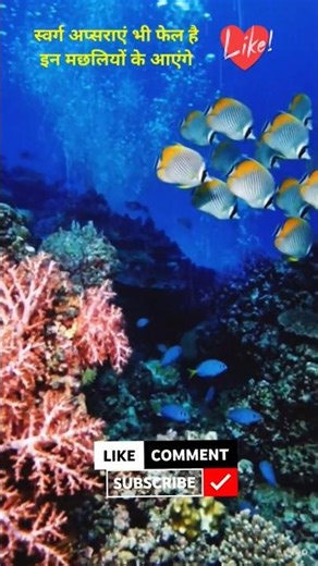 #youtubeshorts #fish #cute #views