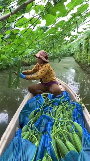Farmers Harvest Loofah on Boats, Bountiful Yield!