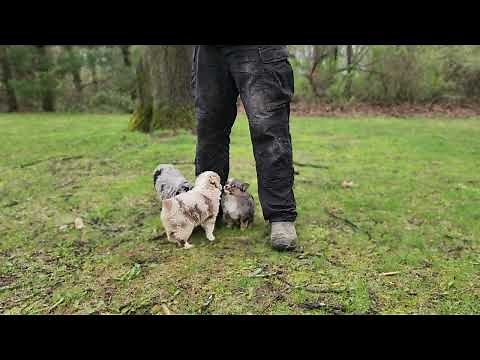 Toy Australian Shepherd Puppies