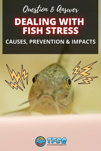 Dealing With Stressed Fish In A New Tank - Causes, Prevention & Impacts | TFCG