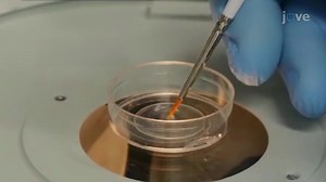 Video: Selective Single-Neuron Laser Ablation in a Zebrafish Larva Using a Confocal Microscope - Experiment