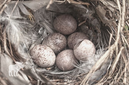 How Many Eggs Does A House Wren Lay? — Forest Wildlife