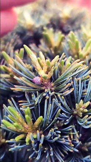 Japanese White Pine #bonsai #Metsumi #easybonsai