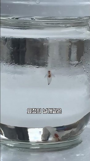 Ornamental Clione, known as the Ice Fairy