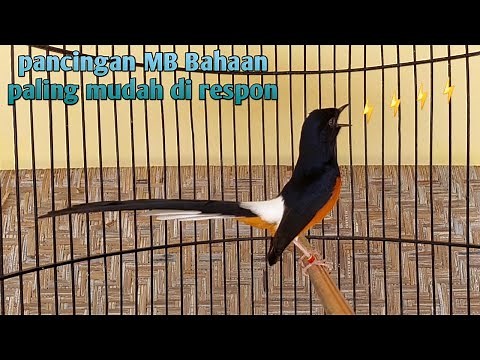 pancing MURAI BATU malas bunyi/bahan paling mudah direspon tanpa takut |murai gacor |shama bird