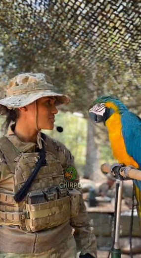 She follows commands; he creates them 🐦😂 #talkingparrot #funnyparrot | Heaven on Earth