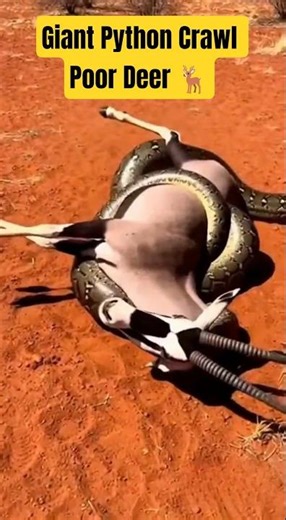 python crawl poor deer #ytshort