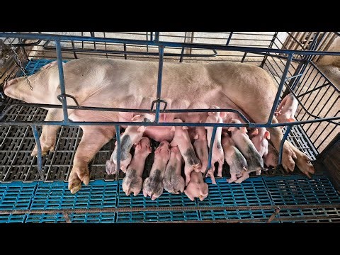 The sow gave birth, what are the first medications we should administer to the piglets? #pig