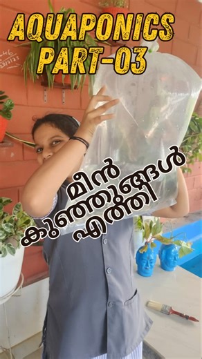 Aquaponics Part 03 | Gift Tilapia Seeds releasing to tank