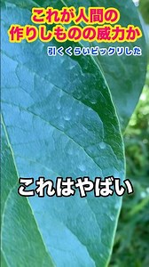 柿の消毒作業で使う薬のチカラを目の当たりにして何とも言えない気持ちになりました。 #柿 #農薬 #shorts