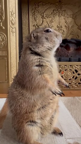 Prairie Dog Poppy Shows Off Her Fresh Manicure