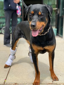 Buy Custom Tarsal Brace for Dogs | Bionic Pets