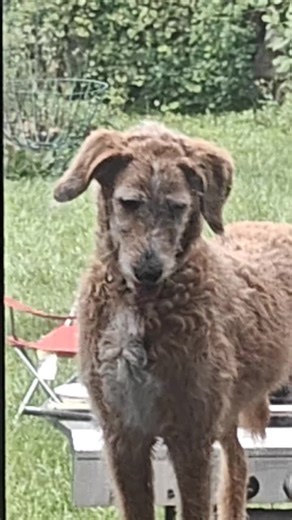 blue the puppet (@blue.the.puppet8)’s videos with original sound - Eyeroll2Hard